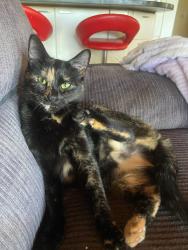 Lost Female Cat last seen Kensington Drive, Southside, QLD 4570