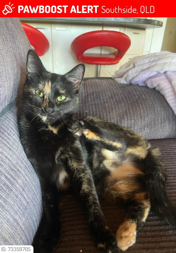 Lost Female Cat last seen Kensington Drive, Southside, QLD 4570