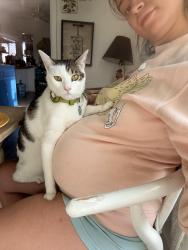 Reunited Male Cat last seen A st and Truxtun, Bakersfield, CA 93301