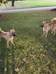 Found/Stray Unknown Dog last seen Tudor and coliseum, Winston-Salem, NC 27106