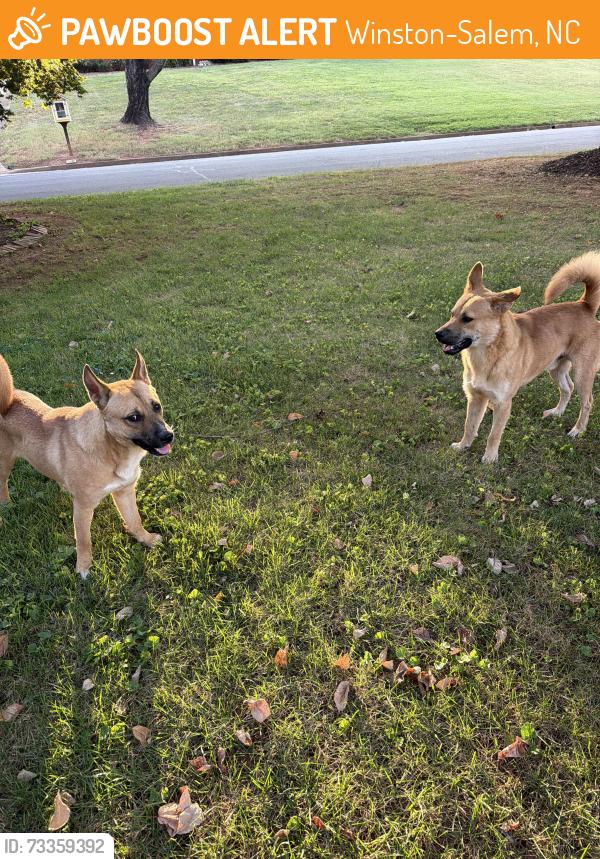 Found/Stray Unknown Dog last seen Tudor and coliseum, Winston-Salem, NC 27106