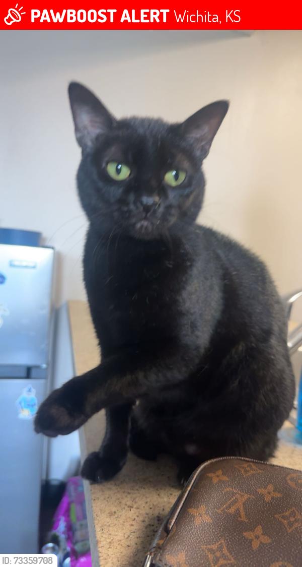 Lost Female Cat last seen farmstead st, Wichita, KS 67220