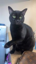 Lost Female Cat last seen farmstead st, Wichita, KS 67220