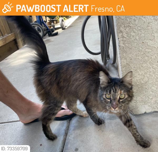 Found/Stray Unknown Cat last seen Brawley and West Palo Alto Avenue, Fresno, CA 93722
