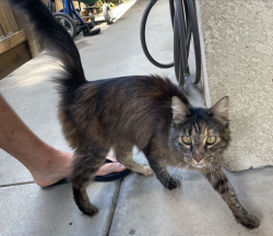 Found/Stray Unknown Cat last seen Brawley and West Palo Alto Avenue, Fresno, CA 93722
