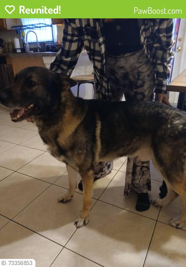 Reunited Male Dog last seen Willminton blvd, Port Charlotte, FL 33981