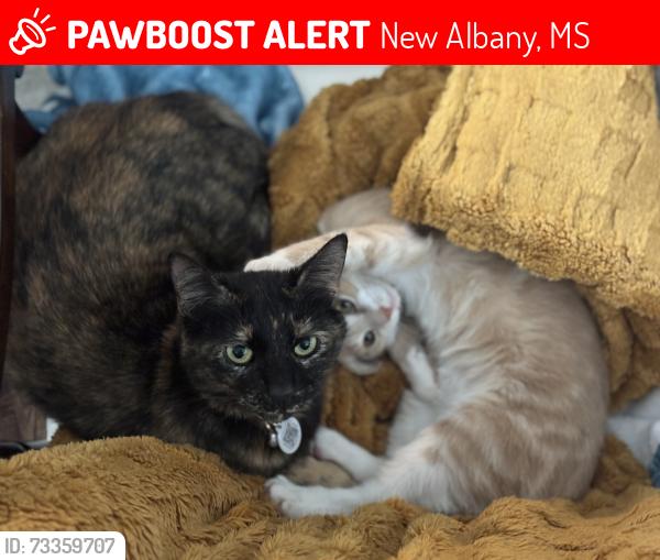 Lost Female Cat last seen Park Place apmts, New Albany, MS 38652
