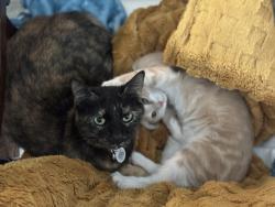 Lost Female Cat last seen Park Place apmts, New Albany, MS 38652