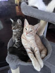 Lost Male Cat last seen Gaffey St & shepard St, Los Angeles, CA 90731