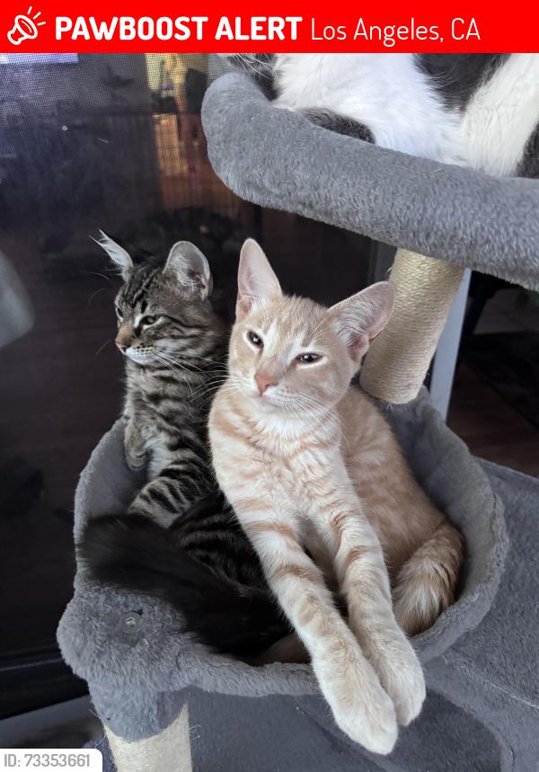Lost Male Cat last seen Gaffey St & shepard St, Los Angeles, CA 90731