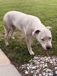 Found/Stray Female Dog last seen Spoonbill, Orlando, FL 32822
