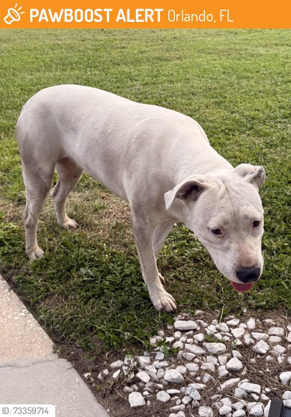 Found/Stray Female Dog last seen Spoonbill, Orlando, FL 32822