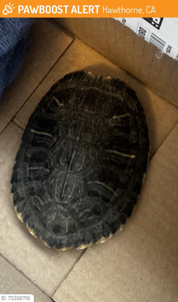 Found/Stray Unknown Reptile last seen Near block York Ave, Hawthorne, CA 90250