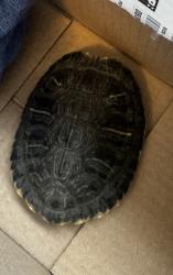 Found/Stray Unknown Reptile last seen Near block York Ave, Hawthorne, CA 90250
