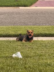Found/Stray Male Dog last seen Spoonbill, Orlando, FL 32822