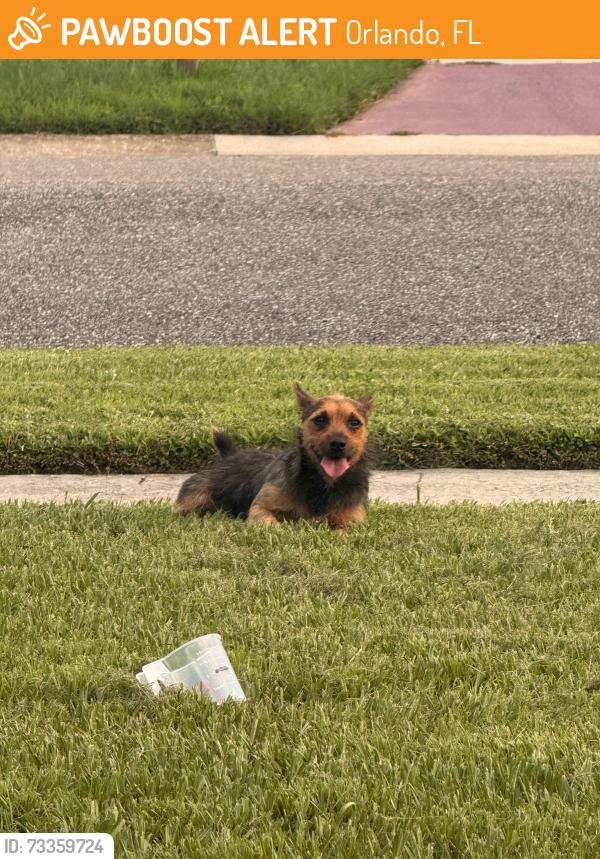 Found/Stray Male Dog last seen Spoonbill, Orlando, FL 32822