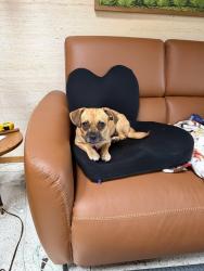 Reunited Female Dog last seen Belle cue between Colima and midway, San Diego, CA 92037