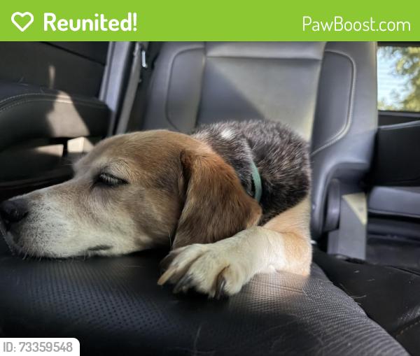 Reunited Male Dog last seen Latimer Mill Road, Greenville County, SC 29654