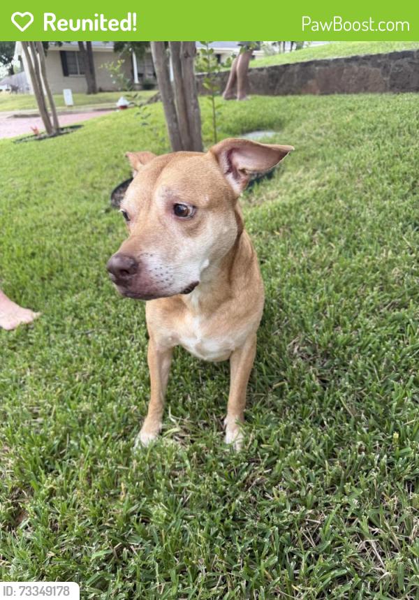 Reunited Male Dog last seen S College and W Charnwood, Tyler, TX 75701