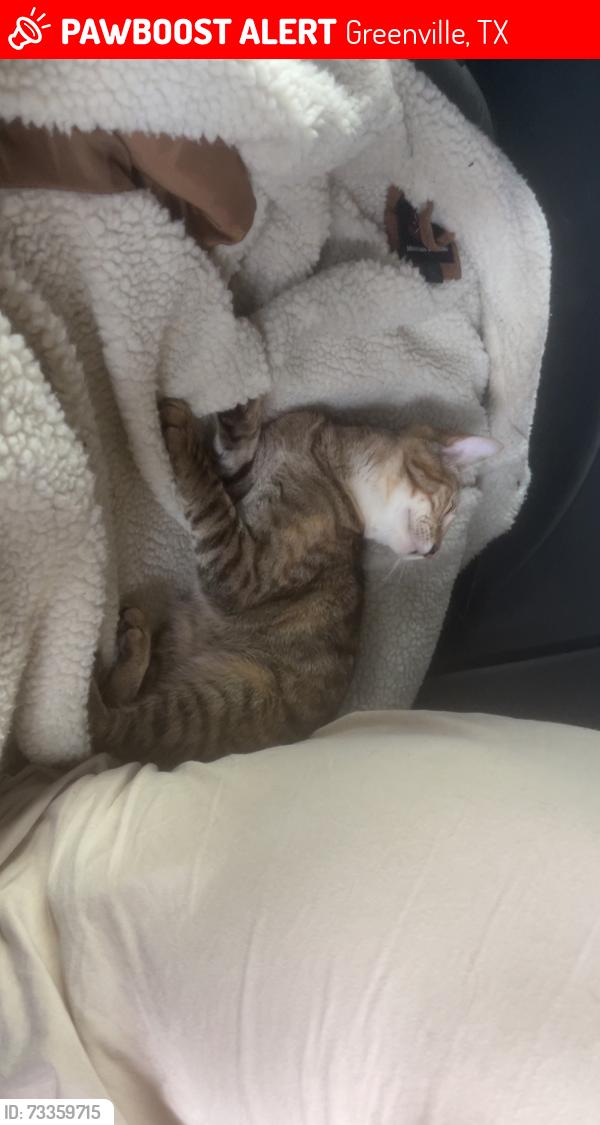 Lost Female Cat last seen L3 harris, Greenville, TX 75402