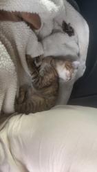 Lost Female Cat last seen L3 harris, Greenville, TX 75402