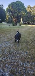 Reunited Female Dog last seen Wilson St NE and Shamrock, Concord, NC 28025