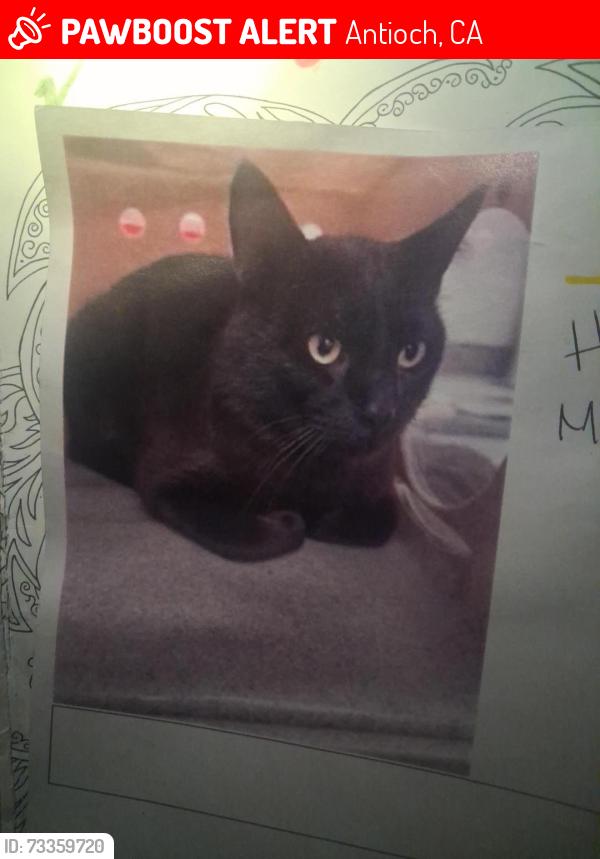 Lost Male Cat last seen East 6th street, Antioch, CA 94509