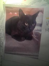 Lost Male Cat last seen East 6th street, Antioch, CA 94509