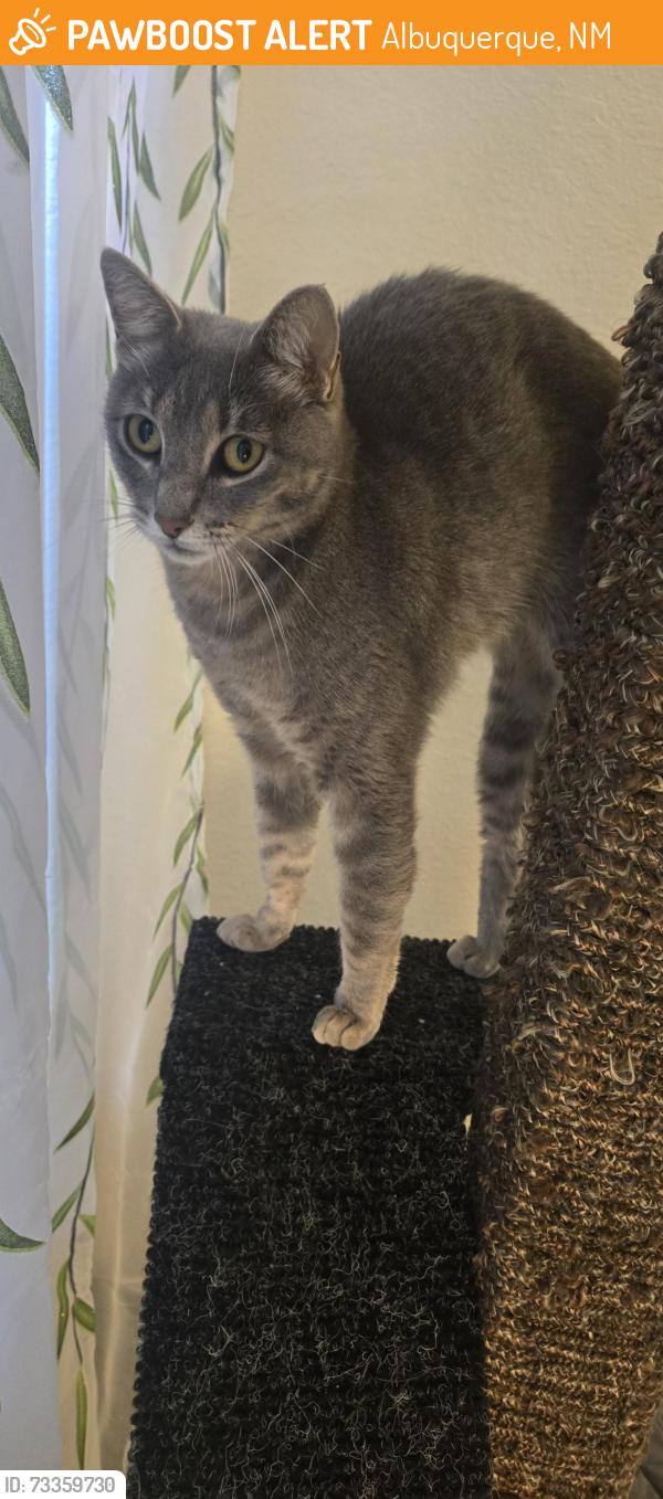 Found/Stray Unknown Cat last seen Lomas Public Library, Albuquerque, NM 87112