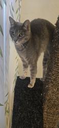 Found/Stray Unknown Cat last seen Lomas Public Library, Albuquerque, NM 87112