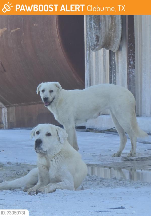 Found/Stray Unknown Dog last seen Hwy 67 & Park Rd 21 Cleburne, TX, Cleburne, TX 76033