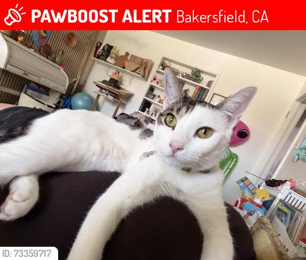 Lost Male Cat last seen A St & Truxtun St, Bakersfield, CA 93301