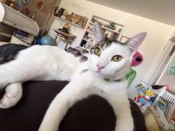 Lost Male Cat last seen A St & Truxtun St, Bakersfield, CA 93301