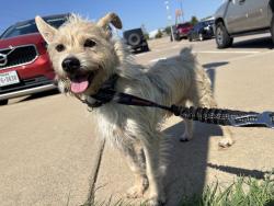 Found/Stray Male Dog last seen Lake Ridge Parkway, Grand Prairie, TX 75054