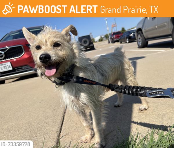 Found/Stray Male Dog last seen Lake Ridge Parkway, Grand Prairie, TX 75054