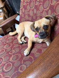 Reunited Female Dog last seen Near Block Bellevue ave, San Diego, CA 92037
