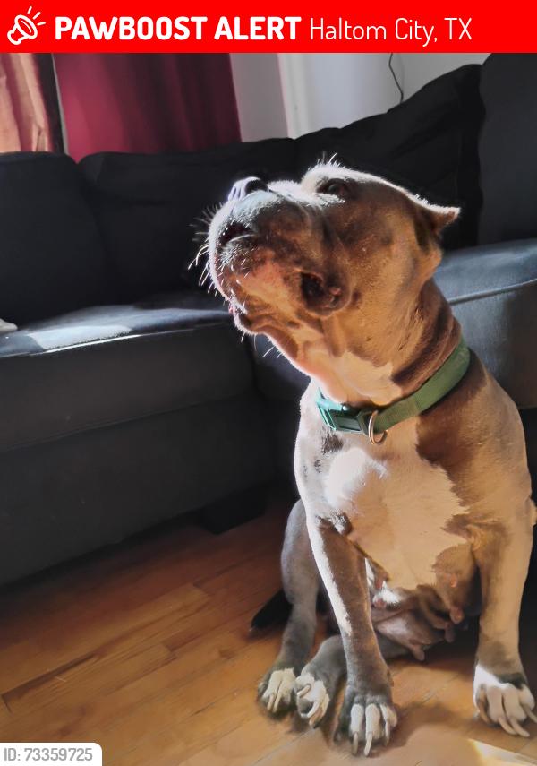 Lost Female Dog last seen stephanie dr. and rivera, Haltom City, TX 76117