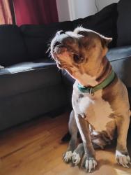 Lost Female Dog last seen stephanie dr. and rivera, Haltom City, TX 76117