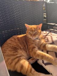 Lost Female Cat last seen Dixie Interiors, Missouri City, TX 77489