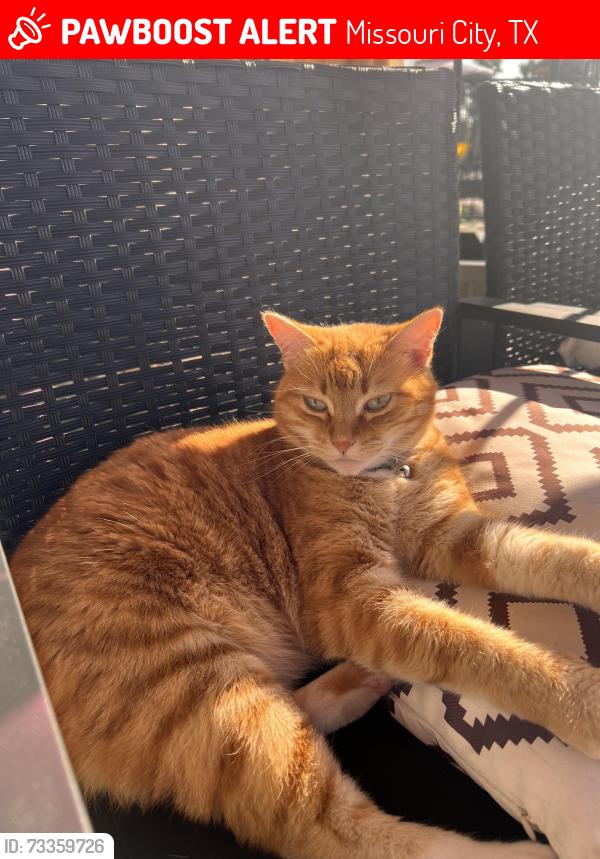 Lost Female Cat last seen Dixie Interiors, Missouri City, TX 77489