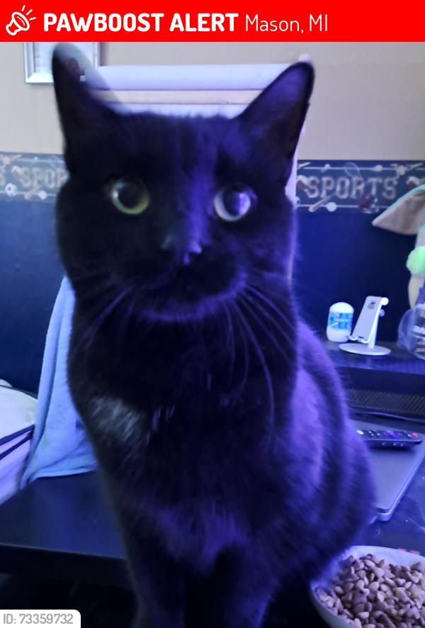 Lost Male Cat last seen Okemos and Rogers, Mason, MI 48854