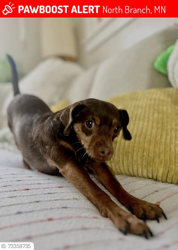 Lost Female Dog last seen 372nd and Hemmingway, North Branch, MN 55056