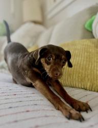 Lost Female Dog last seen 372nd and Hemmingway, North Branch, MN 55056