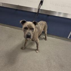 Shelter Stray Male Dog last seen Near BLOCK W BUNCHE PARK DR, 3599 NW 79th Ave, Doral, FL 33122, USA