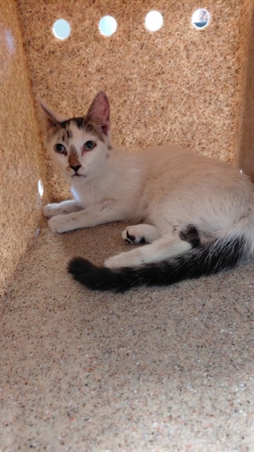 Shelter Stray Male Cat last seen , 4275 Elton St, Baldwin Park, CA 91706, USA