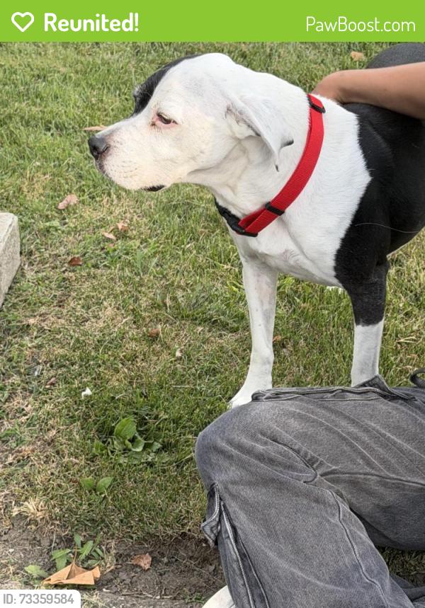Reunited Male Dog last seen Near Nassau st, Uniontown, PA 15401