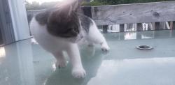 Found/Stray Unknown Cat last seen Eleazard bouffier, Boisbriand, QC J7H 1P1
