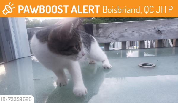 Found/Stray Unknown Cat last seen Eleazard bouffier, Boisbriand, QC J7H 1P1
