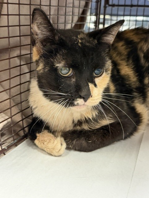 Shelter Stray Female Cat last seen Near BLOCK E 55 ST, 3599 NW 79th Ave, Doral, FL 33122, USA