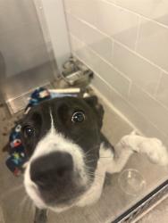 Shelter Stray Female Dog last seen 59TH AVE AND BETHANY HOME, 5501 E Van Buren St, Phoenix, AZ 85008, USA